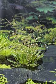 Attēlu rezultāti vaicājumam “Alisma lanceolatum”