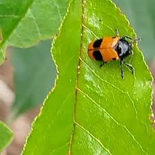 Attēlu rezultāti vaicājumam “Thecabius affinis imago”