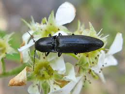 Attēlu rezultāti vaicājumam “Ectinus aterrimus”