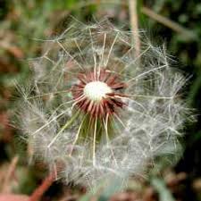 Attēlu rezultāti vaicājumam “Taraxacum officinale aggr. fruit”