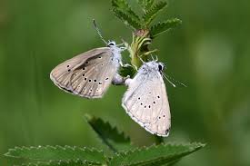 Attēlu rezultāti vaicājumam “Maculinea teleius”