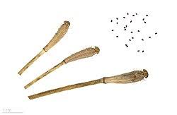 Attēlu rezultāti vaicājumam “Papaver argemone”