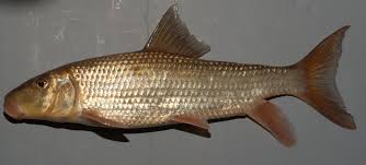 Image result for Moxostoma duquesnei