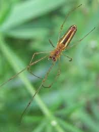 Attēlu rezultāti vaicājumam “Tetragnatha montana”