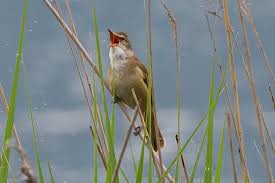 Attēlu rezultāti vaicājumam “Acrocephalus arundinaceus adult”