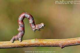 Attēlu rezultāti vaicājumam “Plagodis dolabraria”