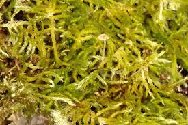 Attēlu rezultāti vaicājumam “Brachythecium albicans”