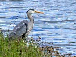 Image result for heron