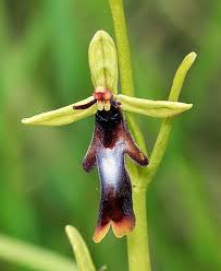 Attēlu rezultāti vaicājumam “Ophrys insectifera leaf”