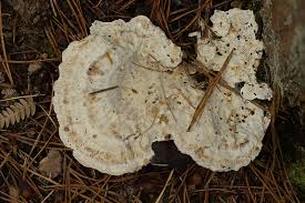 Attēlu rezultāti vaicājumam “Postia guttulata”