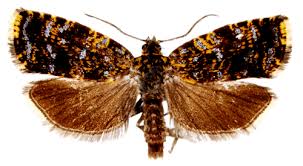 Attēlu rezultāti vaicājumam “Celypha siderana”