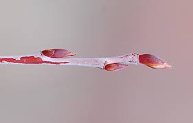 Attēlu rezultāti vaicājumam “Aronia melanocarpa bud”