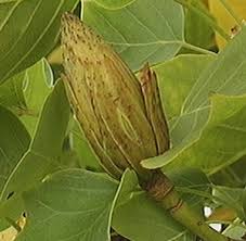Attēlu rezultāti vaicājumam “Liriodendron tulipifera fruit”