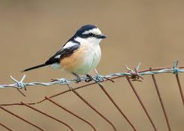 Image result for Lanius nubicus