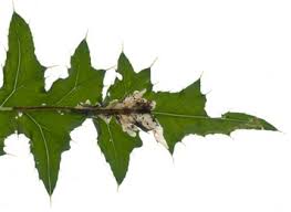 Attēlu rezultāti vaicājumam “Cirsium acaule leaf”