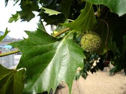 Attēlu rezultāti vaicājumam “Platanus x hispanica (syn. Platanus x acerifolia) leaf”