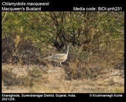 Image result for Chlamydotis macqueenii