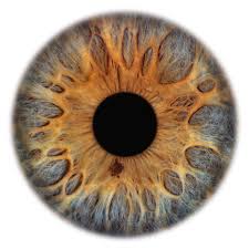 Image result for Iris