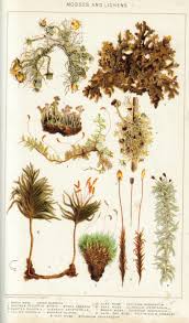 Attēlu rezultāti vaicājumam “Thuidium recognitum”