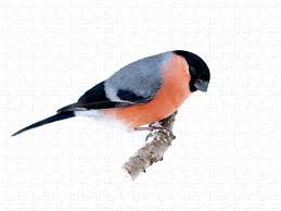 Attēlu rezultāti vaicājumam “Pyrrhula pyrrhula”