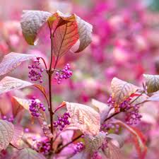 Attēlu rezultāti vaicājumam “Cotoneaster multiflorus leaf”