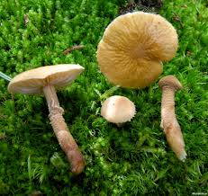 Attēlu rezultāti vaicājumam “Cystoderma amianthinum”