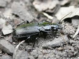 Attēlu rezultāti vaicājumam “Pterostichus melanarius”