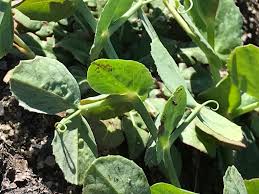 Attēlu rezultāti vaicājumam “Pisum sativum leaf”