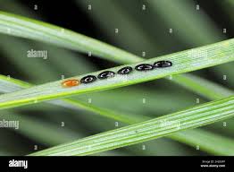 Attēlu rezultāti vaicājumam “Schizolachnus pineti”