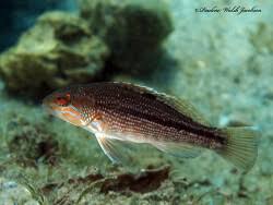 Image result for Centropristis striata