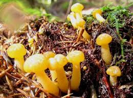 Attēlu rezultāti vaicājumam “Leotia lubrica”