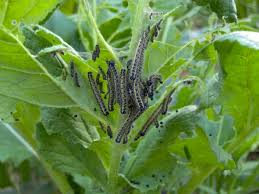 Attēlu rezultāti vaicājumam “Pieris brassicae larva”