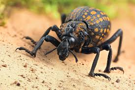 Image result for Brachycerus undatus