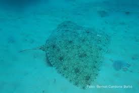 Image result for Gymnura altavela