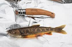 Image result for Salvelinus alpinus taranetzi