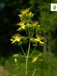 Attēlu rezultāti vaicājumam “Hypericum maculatum flower”
