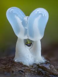 Attēlu rezultāti vaicājumam “Diachea leucopodia young”