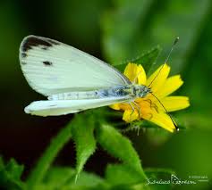 Attēlu rezultāti vaicājumam “Pieris napi male”