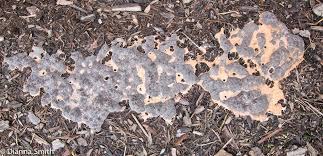 Attēlu rezultāti vaicājumam “Fuligo septica var. rosea”