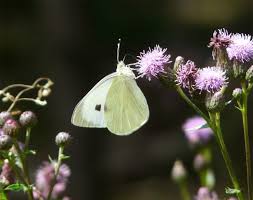 Attēlu rezultāti vaicājumam “Pieris brassicae male”