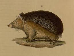 Attēlu rezultāti vaicājumam “Erinaceus sp.”