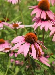 Image result for Echinacea angustifolia