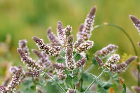 Attēlu rezultāti vaicājumam “Mentha longifolia flower”