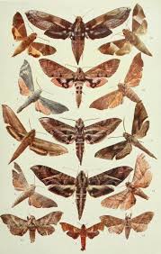 Attēlu rezultāti vaicājumam “Sphingidae”