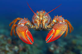 Image result for Palinurus elephas