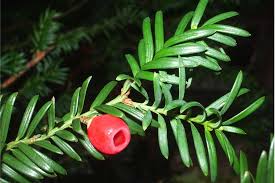 Attēlu rezultāti vaicājumam “Taxus baccata”