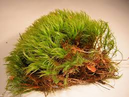 Attēlu rezultāti vaicājumam “Dicranum scoparium sporophyte”