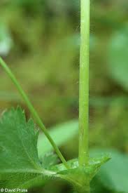 Attēlu rezultāti vaicājumam “Alchemilla subcrenata”