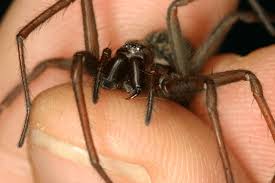 Attēlu rezultāti vaicājumam “Tegenaria sp.”