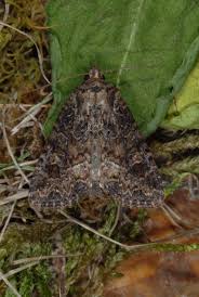 Attēlu rezultāti vaicājumam “Apamea remissa”